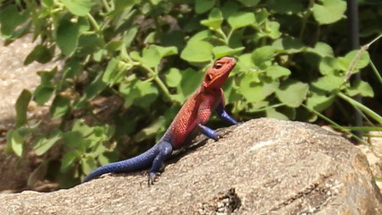 Tanzania lizard