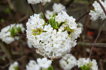 Fragrant Viburnum Flowers in Bloom in Winter