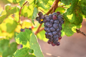 bunch of red grape at vine. ripe purple bunch. outdoor harvesting season concept.