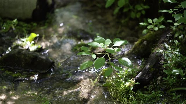 A fresh water stream flows through the forest. Shot in 4K on the sony A7S II.