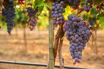 Naklejka premium bunch of red grape at vine. ripe purple bunch. outdoor harvesting season concept.