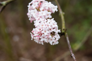 Fragrant Viburnum Flowers in Bloom in Winter