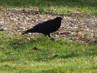 Schwarzer Vogel im Gras