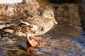 Mallard in the water