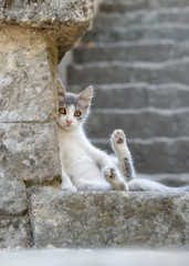 Bicolor cat kitten resting lazy on a stony stair, Rhodes, Greece