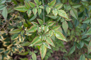 Rain on Heavenly Bamboo Leaves in Winter