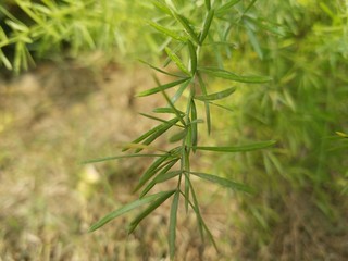 pine needles on a green background