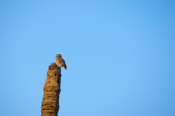 owl on a dry tree against the blue sky