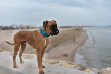 Perro boxer