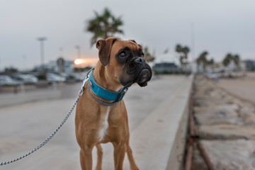 Perro boxer
