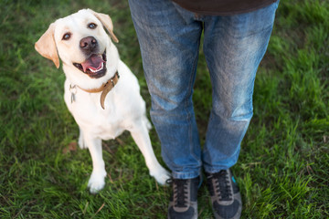 Perro labrador al lado de piernas del dueño