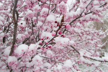  close-up of a cherry tree blooming under the snow