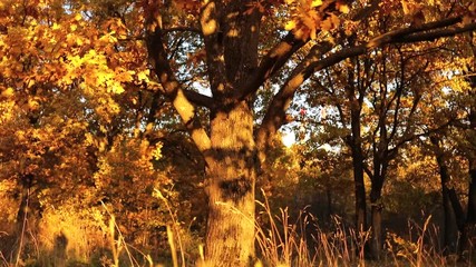 Autumn oak leaves.