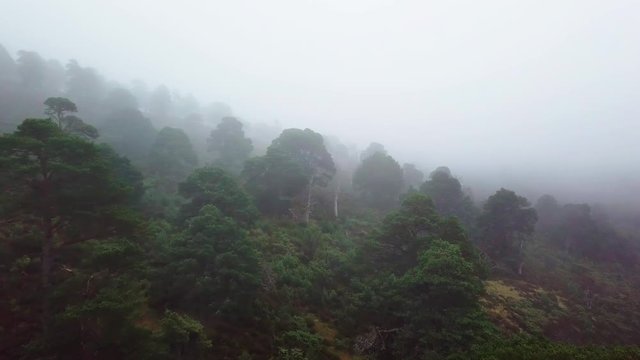 Drone, flying parallel to misty thick scots pine mountain