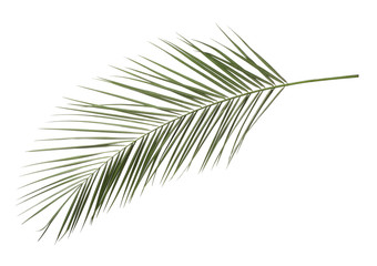 Obraz premium Leaf of tropical palm tree isolated on white