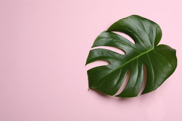 Leaf of tropical monstera plant on color background, top view with space for text