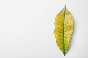 Leaf of tropical codiaeum plant on white background, top view