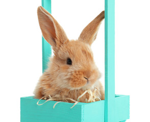 Adorable furry Easter bunny in decorative basket on white background
