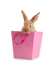 Adorable furry Easter bunny in gift paper bag on white background