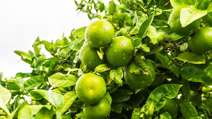 Limonenbaum mit Früchten