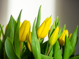 Gelbe Tulpen