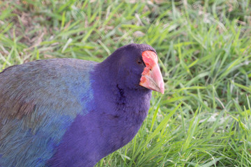 Takahe, rare New Zealand indigenous flightless bird