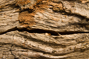  wooden texture of centenary cohiue, typical tree of the Patagonian zone in Argentina
