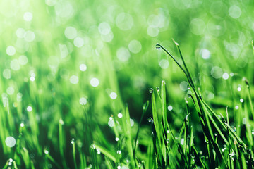 a backgrounds green grass  backgrounds