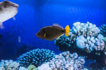 a wonderful reef fish with a bright yellow tail swimming in the water