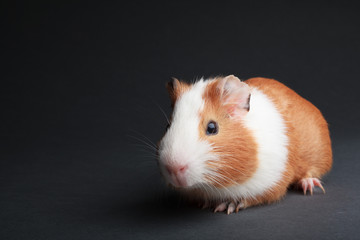 a brown guinea pig on grey backgrounds