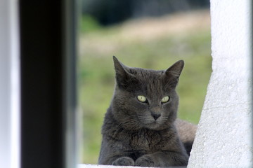 cat in window