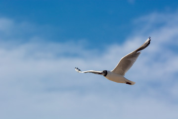 Black-headed gull in flight