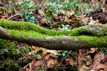 Moss on tree root in the forest
