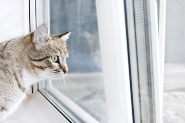 Tabby male cat looks out the window with interest. Portrait of Tabby cat on windowsill. Cat wants to walk outside on a sunny day