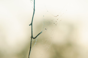 Cobwebs with dew drops on pine branches in the morning.