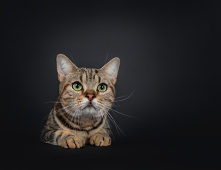 Handsome young brown tabby American Shorthair cat sitting behind black surface. Looking straight ahead above camera with mesmerizing green eyes. Isolated on a black background. Front paws on edge.