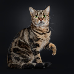 Handsome young brown tabby American Shorthair cat, sitting side ways. Looking at lens with mesmerizing green eyes. Isolated on a black background. Tail curled around body. One paw lifted up. 