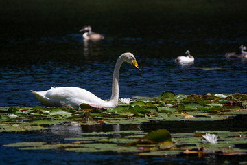 Bewick's swan