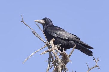 big black crow
