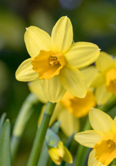 Fototapeta premium Osterglocke