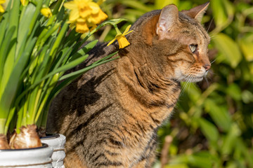 Bengalkatze im Garten