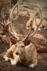 hi i am sourav nath i capture this image on forest 