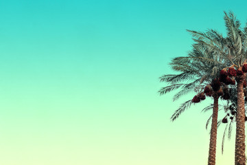 Palm trees against the backdrop of a blue sky