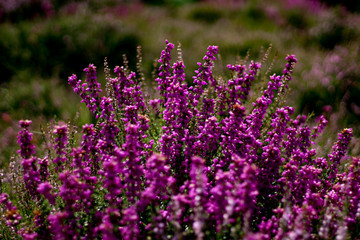 field of lavender