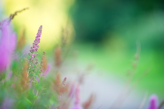 Triumphans Spirea (Spiraea billiardii) flowering. Selective focus and shallow depth of field.