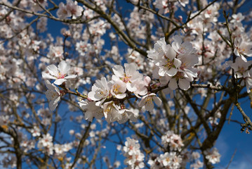 Prunus dulcis