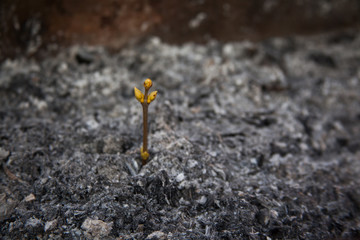 a branch with swollen buds on the ashes
