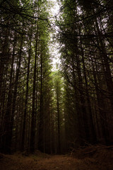 Obraz premium morning in the forest