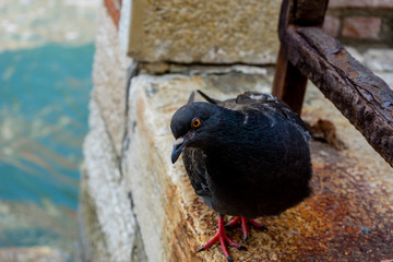 Italy, Venice, a black bird sitting on a rock