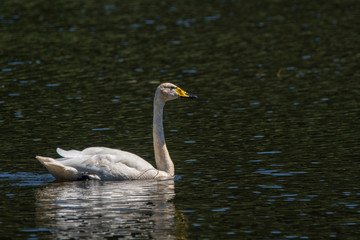 Bewick's swan